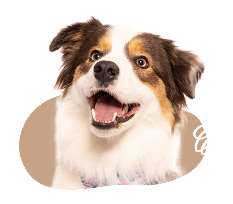 Dog Groomer Bundaberg services for people who love their dogs